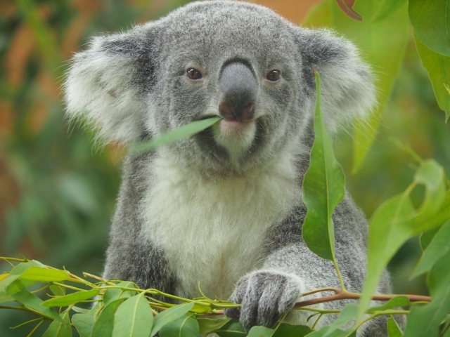 正真正銘のコアラ、山火事被害前