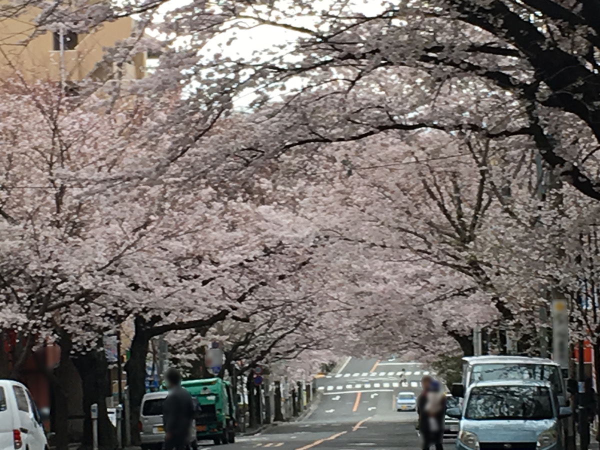 地元の桜並木