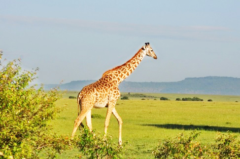 絶滅危惧種のキリン