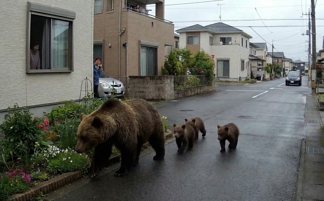 クマの世界では少子化とは逆の途をたどっているらしい